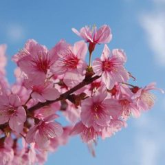Burlington Cherry Blossom Festival